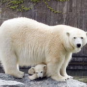 Eisbär, Affe & Co - Wunderbare Wilhelma